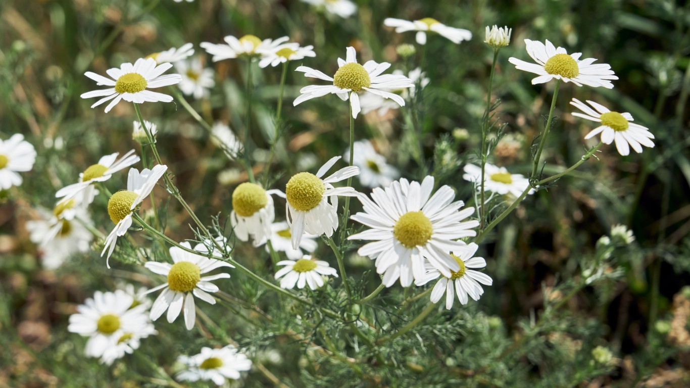 Gentle Herbs for Everyday Calm